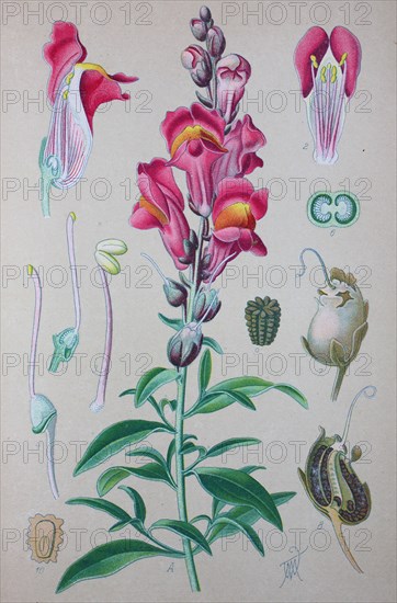 Antirrhinum majus