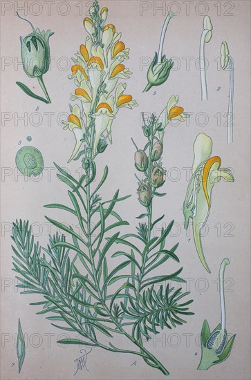 Linaria vulgaris