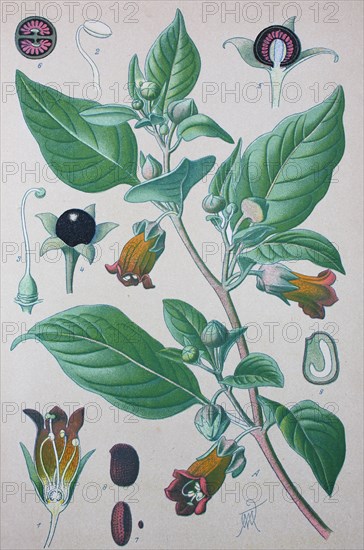 Atropa belladonna