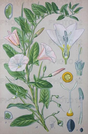 Convolvulus arvensis
