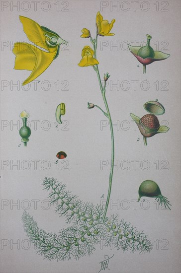 Utricularia vulgaris