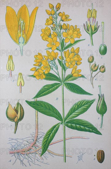 Lysimachia vulgaris