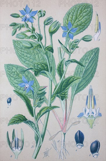 Borage