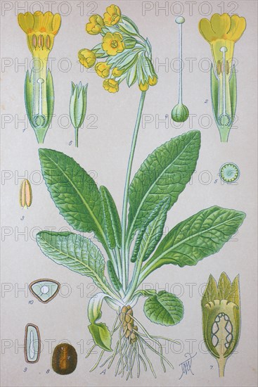 Primula veris