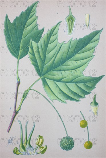 Platanus occidentalis