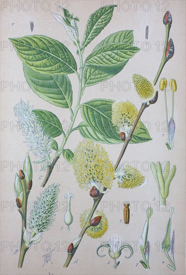 Salix caprea