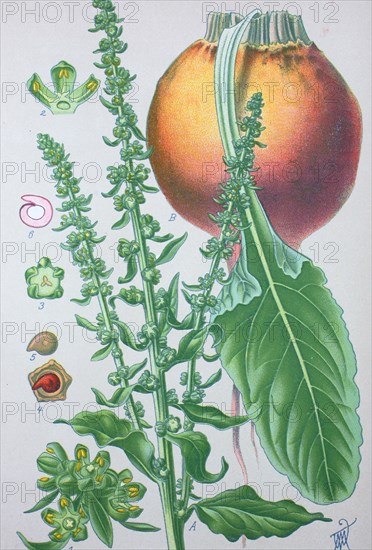 Beta vulgaris