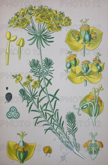 Euphorbia cyparissias