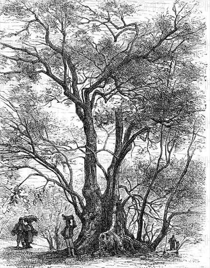 Ancient olive tree in southern France  /  Uralter Olivenbaum in Südfrankreich