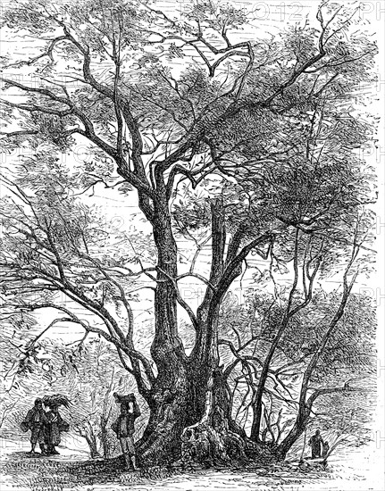 Ancient olive tree in southern France / Uralter Olivenbaum in Südfrankreich