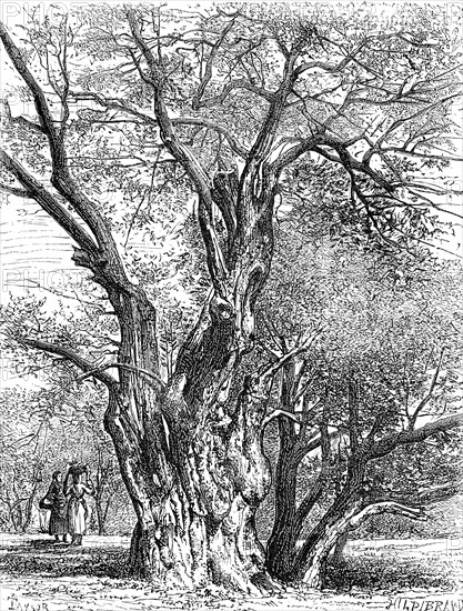 Ancient olive tree in southern France / Uralter Olivenbaum in Südfrankreich