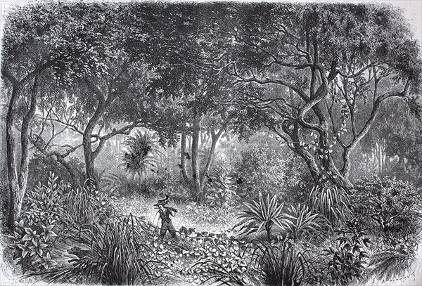 Drawing from the African rainforest in today's Ghana  /  Zeichnung aus dem afrikanischen Regenwald im heutigen Ghana