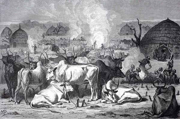 Zebu cattle at a Dinka village in Africa  /  Zebu Rinder bei einem Dorf der Dinkas in Afrika