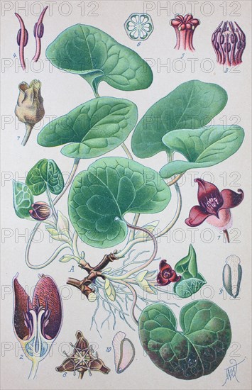 Asarum europaeum