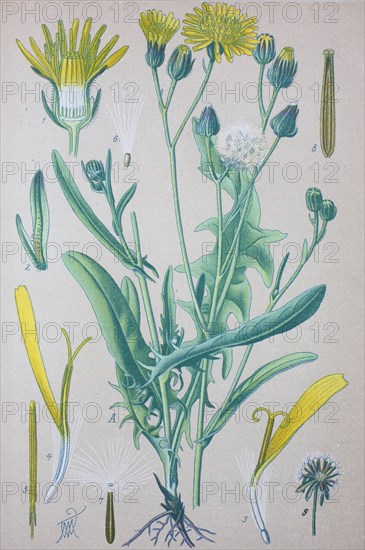 Crepis biennis