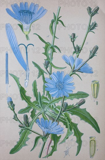 Common chicory