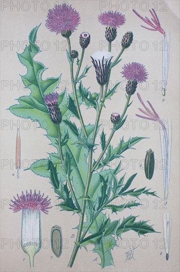 Cirsium arvense