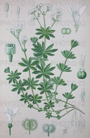 Galium odoratum