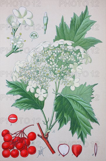 Viburnum opulus