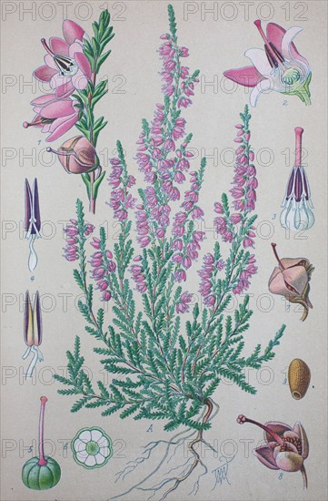 Calluna vulgaris