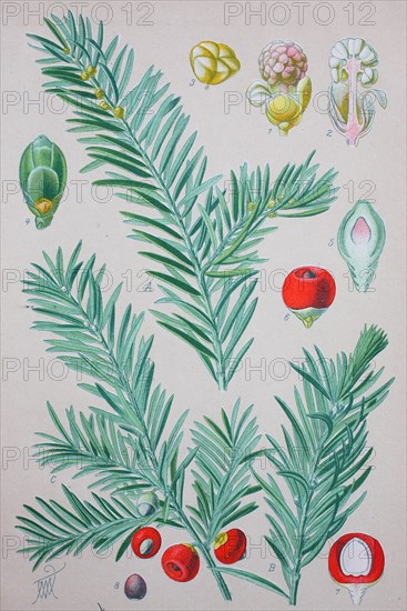 Taxus baccata is a conifer native to western