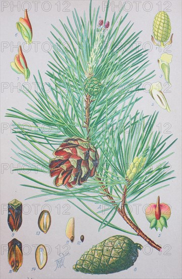 Scots pine