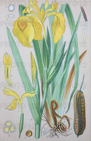 Iris pseudacorus