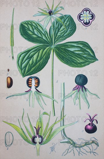 Paris quadrifolia