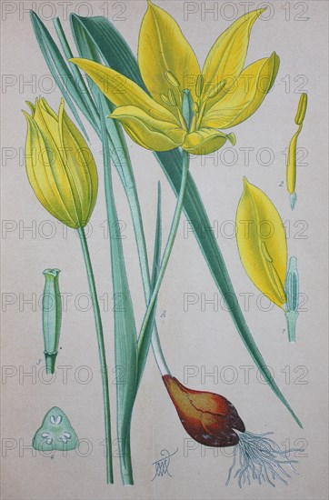 Tulipa sylvestris