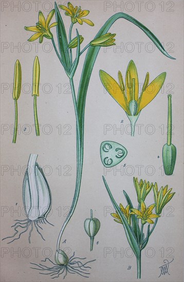 Gagea lutea