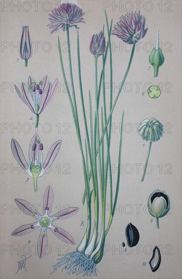 Chives
