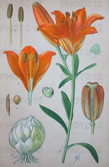 Lilium bulbiferum