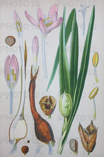 Colchicum autumnale