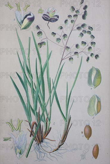 Briza media is a perennial grass in the family Poaceae and is a species of the genus Briza  /  Mittleres Zittergras
