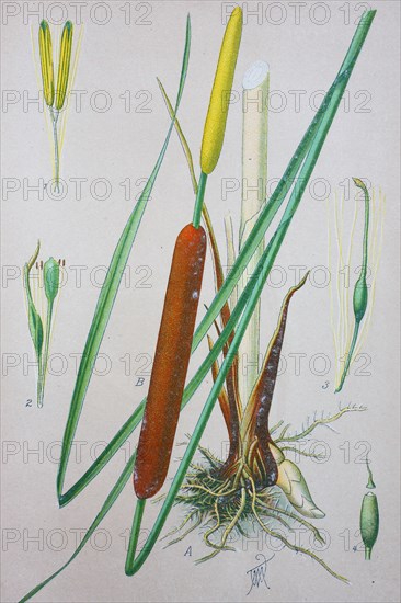 Typha latifolia