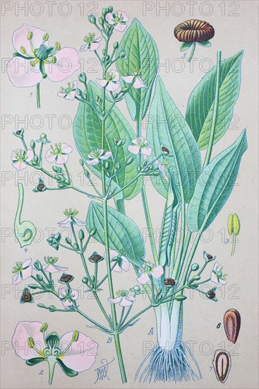 Alisma plantago-aquatica