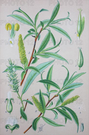 Salix fragilis