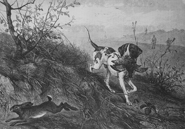 a hound carries a pheasant while a hare runs away  /  Ein Hund trägt einen Fasan