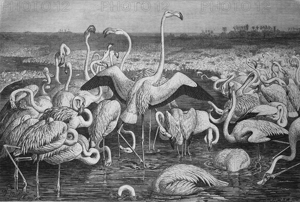 Flamingos or flamingoes