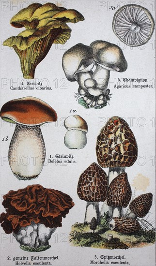 edible mushrooms