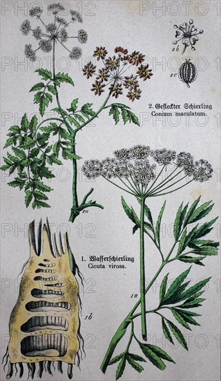 poisonous Apiaceae or Umbelliferae