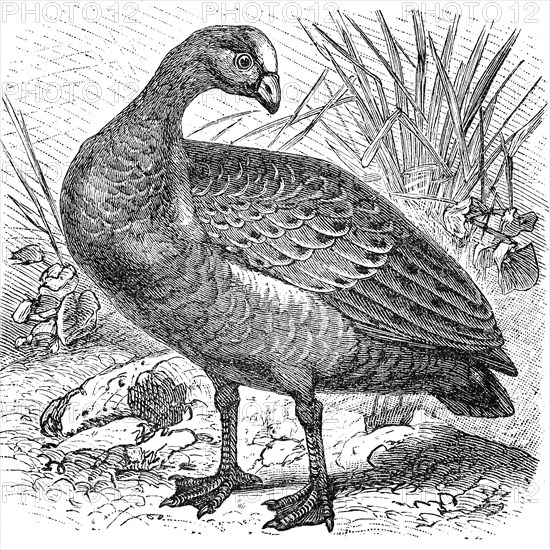 Cape Barren goose