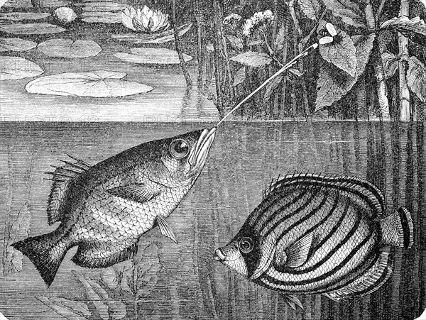 Banded archerfish and Scrawled Butterflyfish / Schütze