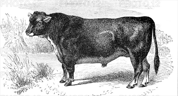 cattle breed Highland cattle  /  Stier der schottischen hornlosen Rasse