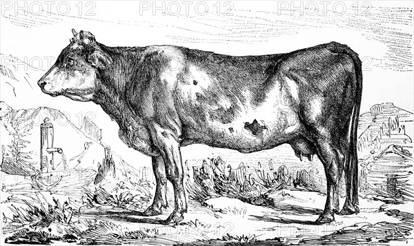 cattle breed