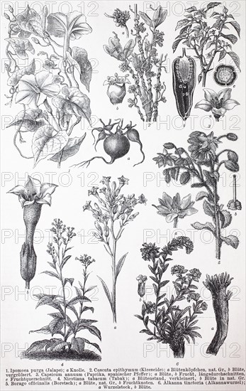 various Tubiflorae