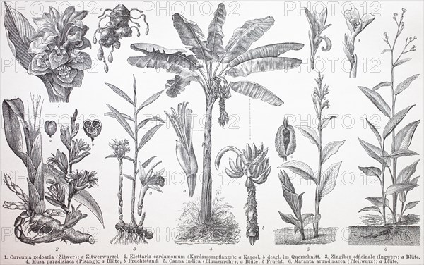 Various plants