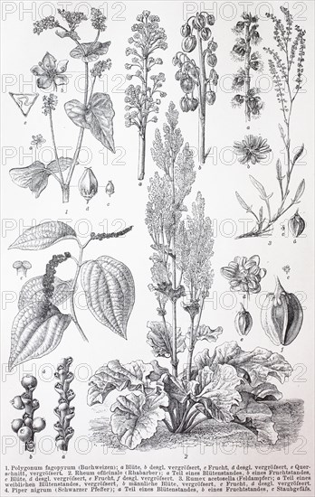 Various plants