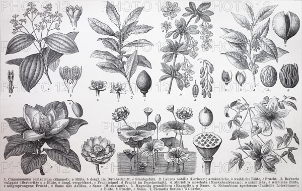 various plants