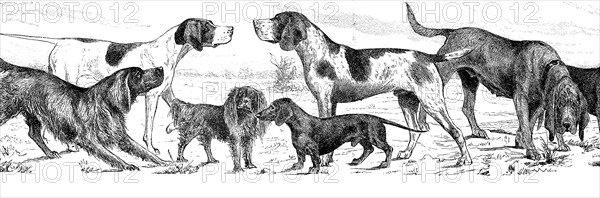 various breed of dogs